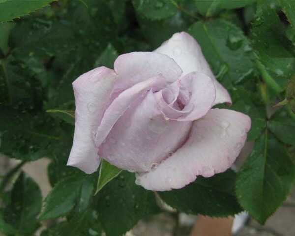 Rose 'Lagerfeld' Bush Form