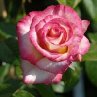 A Rose 'Handel' Climber 8" Pot blooming in a garden with green leaves.