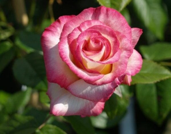 A Rose 'Handel' Climber 8" Pot blooming in a garden with green leaves.