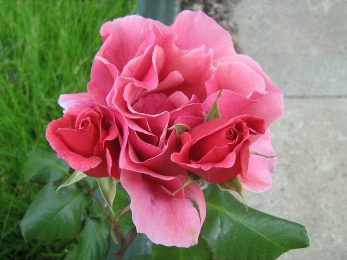 Rose 'Duet'