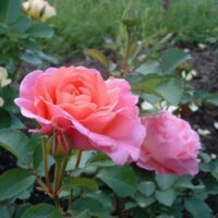 Rose 'Lilian Austin' (David Austin) Bush Form