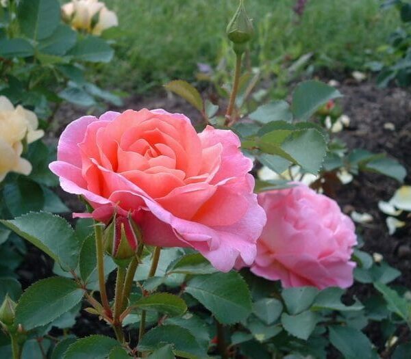 Rose 'Lilian Austin' (David Austin) Bush Form