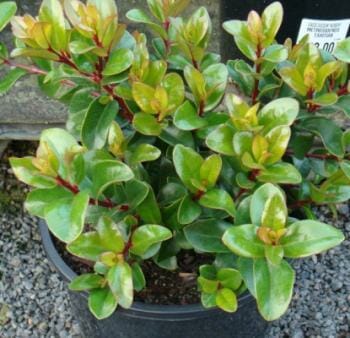 A Metrosideros 'NZ Christmas Tree' Tahiti 13" Pot, alternatively known as the NZ Christmas Tree, with glossy green leaves and red tips, displayed for sale.