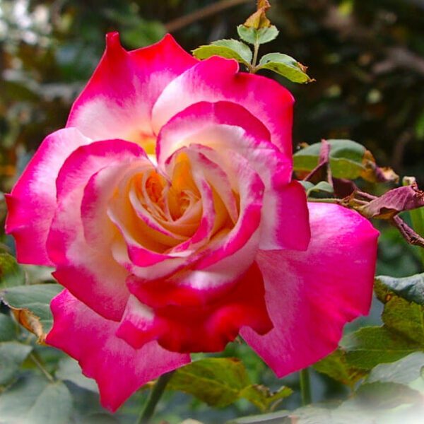 Rose 'Olympic Torch'
