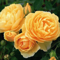 Three Rose 'Graham Thomas' (David Austin) Bush Form (Bare Rooted) are blooming in a garden.