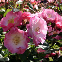 Rose 'Regensberg' 2ft Standard (Bare Rooted) roses are blooming in a garden.