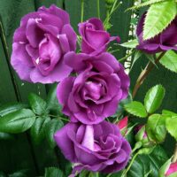 Rose ‘Rhapsody In Blue’ Bush Form