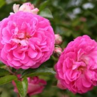 Rose 'Dorothy Perkins' 6ft Weeper