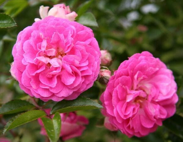 Rose 'Dorothy Perkins' 6ft Weeper