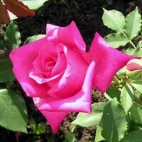 Rose 'Peter Frankenfeld' Bush Form