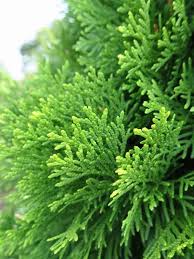 Thuja 'Smaragd' Conifer - Image 2