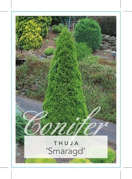 Thuja 'Smaragd' Conifer - Image 3