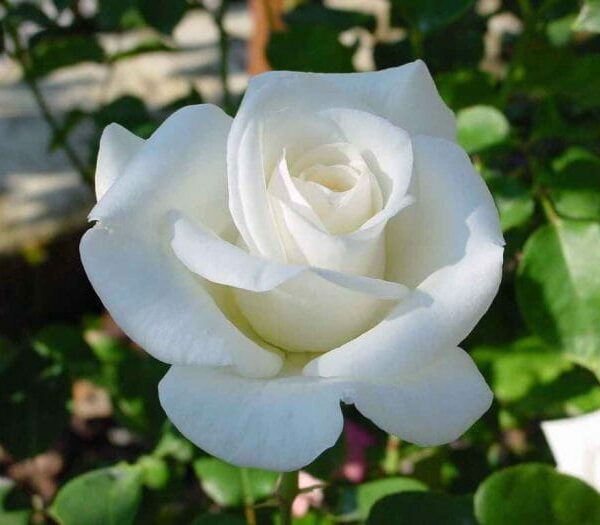 Rose 'Virgo' Bush Form