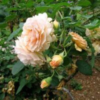 Rose 'Buff Beauty' 6ft Weeper