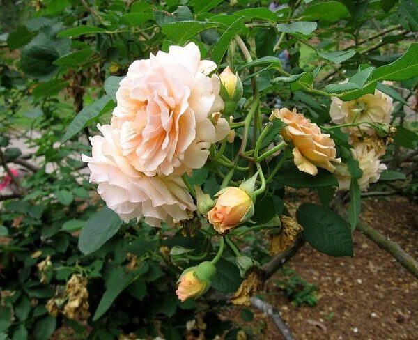 Rose 'Buff Beauty' 6ft Weeper