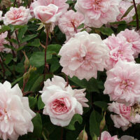 Rose 'Cecile Brunner' Climber