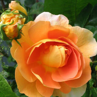 Rose 'Charles Austin' (David Austin)