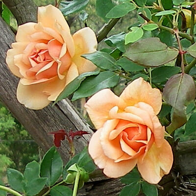 Rose 'Crepuscule' Climber