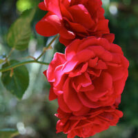 Rose 'Sympathy' Climber