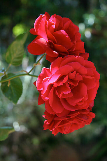 Rose 'Sympathy' Climber