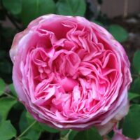 Rose 'Pretty Jessica' Bush Form