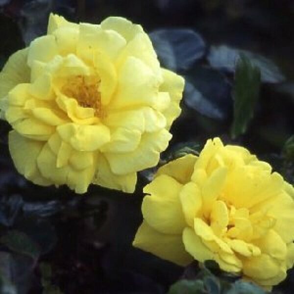 Rose 'All Gold' Bush Form