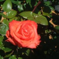 Rose 'Sunburnt Country' Bush Form