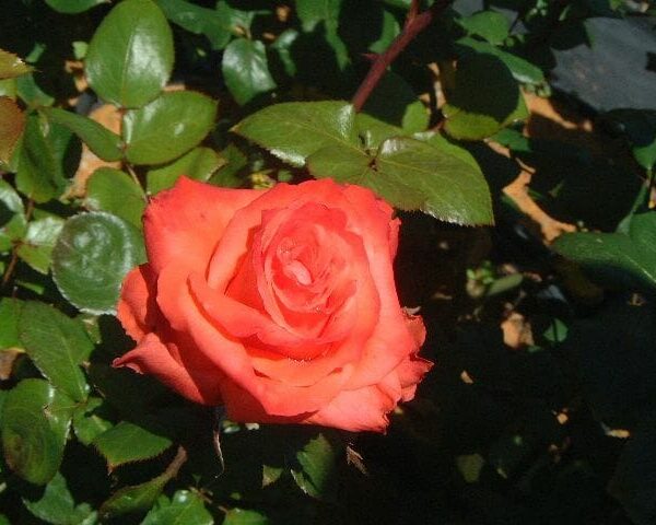 Rose 'Sunburnt Country' Bush Form