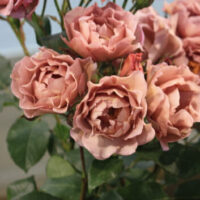 Rose 'Lavender Pinocchio'