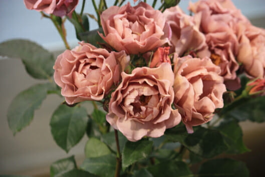 Rose 'Lavender Pinocchio'