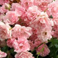Rose 'The Fairy' 6ft Weeper