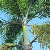 Close-up of a tall Archontophoenix 'Bangalow Palm' tree with green fronds extending out, set against a clear blue sky. Small clusters of yellow flowers are visible along the branches.