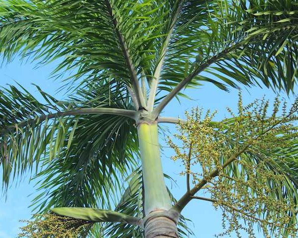 Close-up of a tall Archontophoenix 'Bangalow Palm' tree with green fronds extending out, set against a clear blue sky. Small clusters of yellow flowers are visible along the branches.