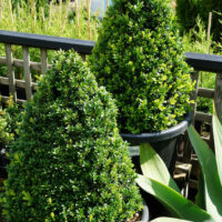 Buxus 'English Box' Topiary Cone 16" Pot