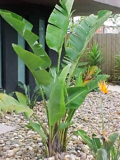 Strelitzia 'Giant Bird of Paradise' - Image 2
