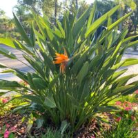 A Strelitzia 'Bird of Paradise' displays lush green leaves and a single orange bloom in a sunlit garden bed, surrounded by pink blossoms.