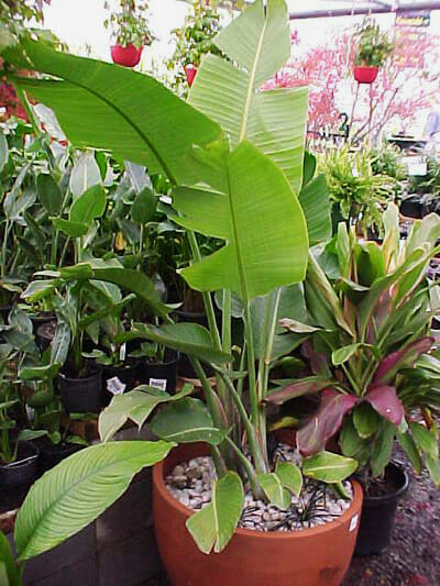 Strelitzia 'Giant Bird of Paradise' - Image 3