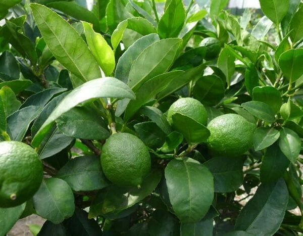 Lime Tree