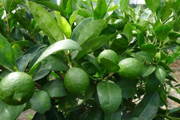 Lime Tree