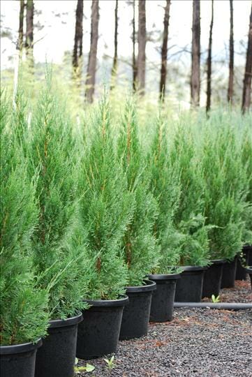Juniperus 'Spartan' Conifer 16" Pot - Image 5