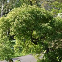 A lush green Acer 'Trident' Japanese Maple with dense foliage stands by a paved pathway in a park, surrounded by greenery.