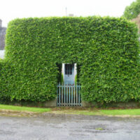 Fagus sylvatica European Beech Tree hedged screening