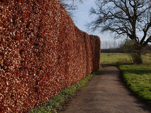 A fence covered in a lot of Fagus 'European Beech Tree' Green 13" Pot plants and leaves.