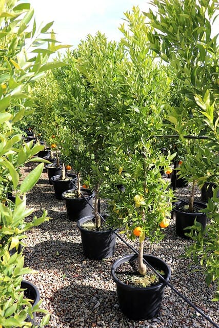 Young Citrus Mandarin 'Imperial' trees growing in 16" pots at an Imperial nursery.