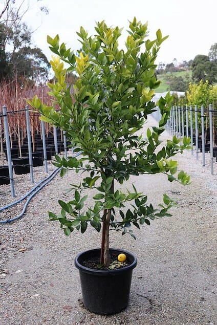 Citrus Tahitian Lime Tree 16" Pot @ Hello Hello Plants