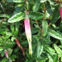 Correa Decumbens ‘Spreading Correa’ @ Hello Hello Plants