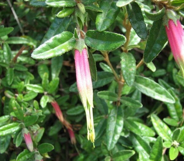 Correa Decumbens ‘Spreading Correa’ @ Hello Hello Plants