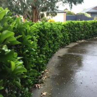 Euonymus "Green Rocket"