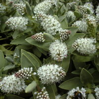 A Hebe 'Albicans' 6" Pot is sitting on a flower.