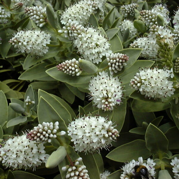 A Hebe 'Albicans' 6" Pot is sitting on a flower.